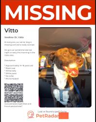 Reunited Male Dog last seen Melrose dr, Vista, CA 92083