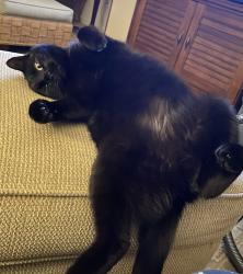 Lost Male Cat last seen Clement Drive and Good Springs Loop, Rossville, TN 38066