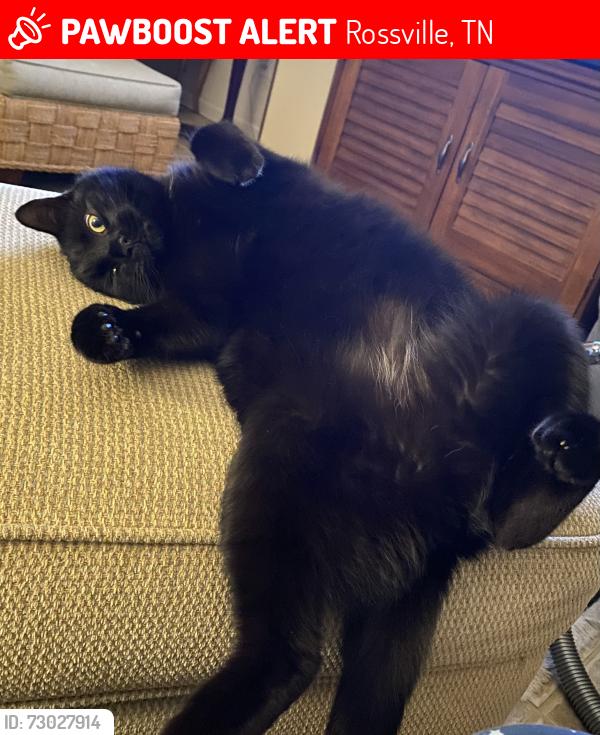 Lost Male Cat last seen Clement Drive and Good Springs Loop, Rossville, TN 38066