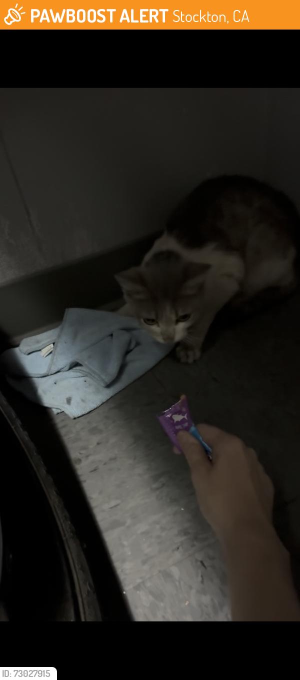 Found/Stray Female Cat last seen Auto mall , Stockton, CA 95212
