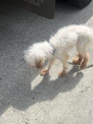 Found/Stray Unknown Dog last seen Olmadison Lane/Place and Old National Hwy, South Fulton, GA 30349