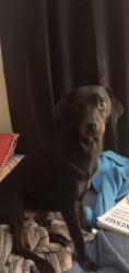 Lost Male Dog last seen Sinking creek rd, Johnson City, TN 37604