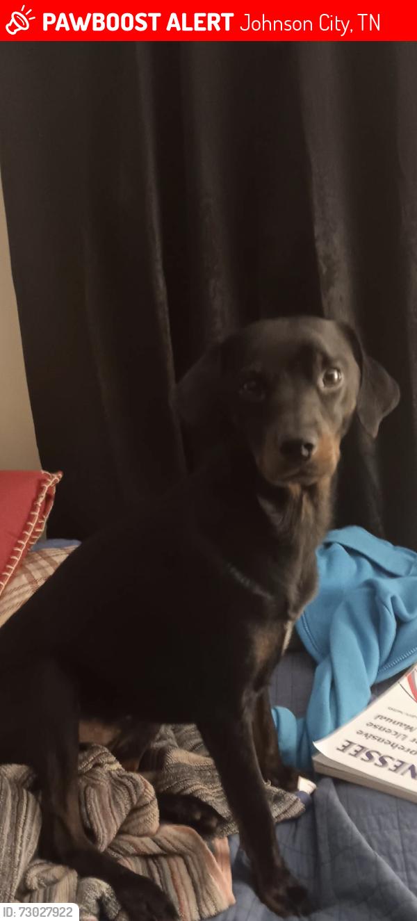 Lost Male Dog last seen Sinking creek rd, Johnson City, TN 37604
