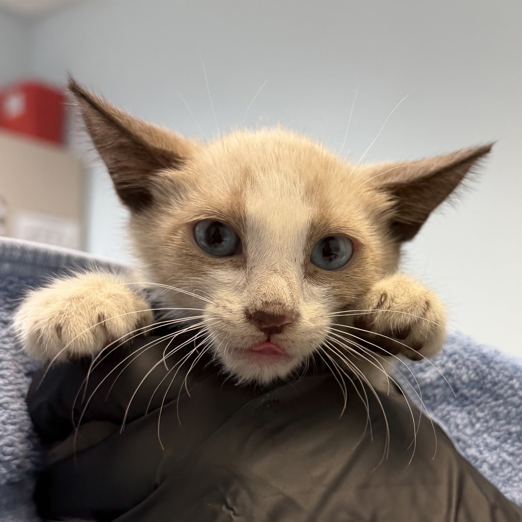 Shelter Stray Female Cat last seen N Harbor Drive, San Diego, CA, 92101, 5500 Gaines St, San Diego, CA 92110, USA