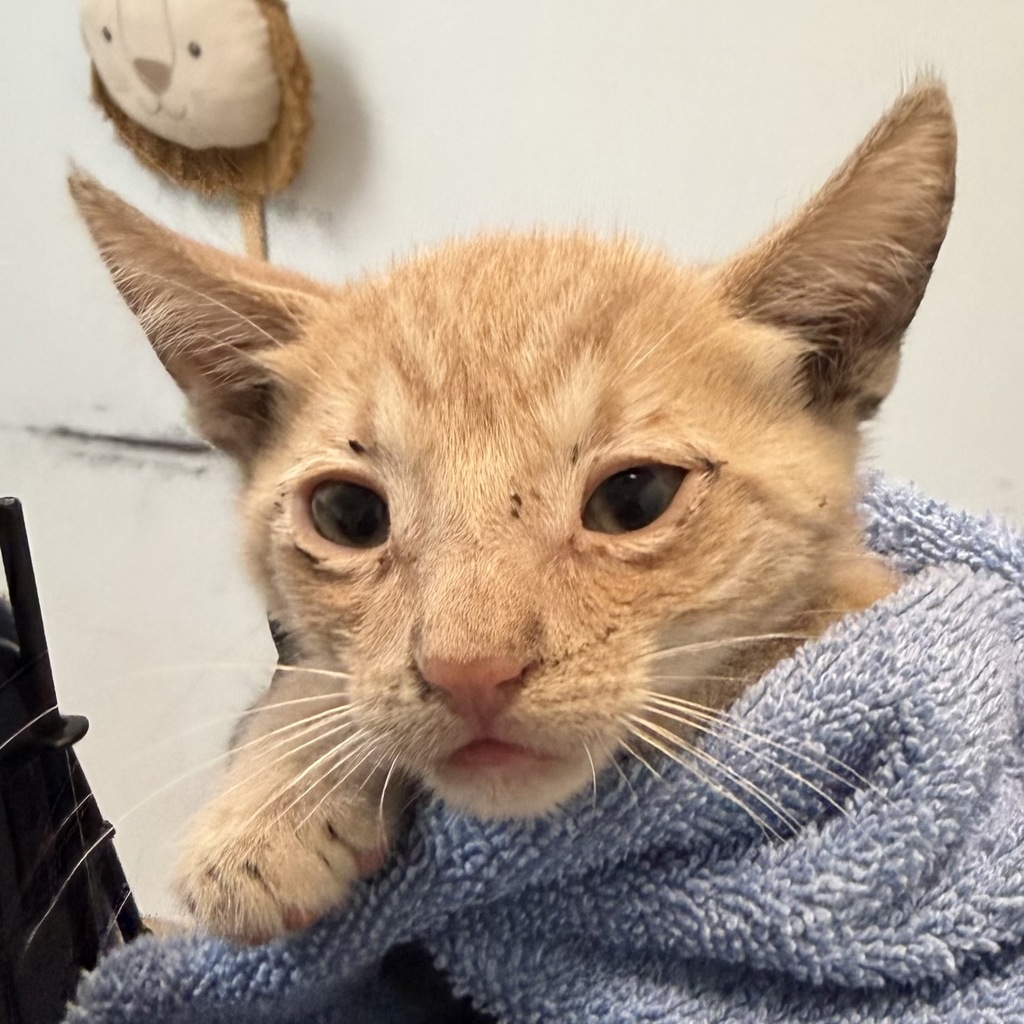 Shelter Stray Male Cat last seen N Harbor Drive, San Diego, CA, 92101, 5500 Gaines St, San Diego, CA 92110, USA