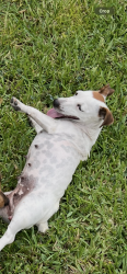 Lost Female Dog last seen Wendys , Pompano Beach, FL 33064