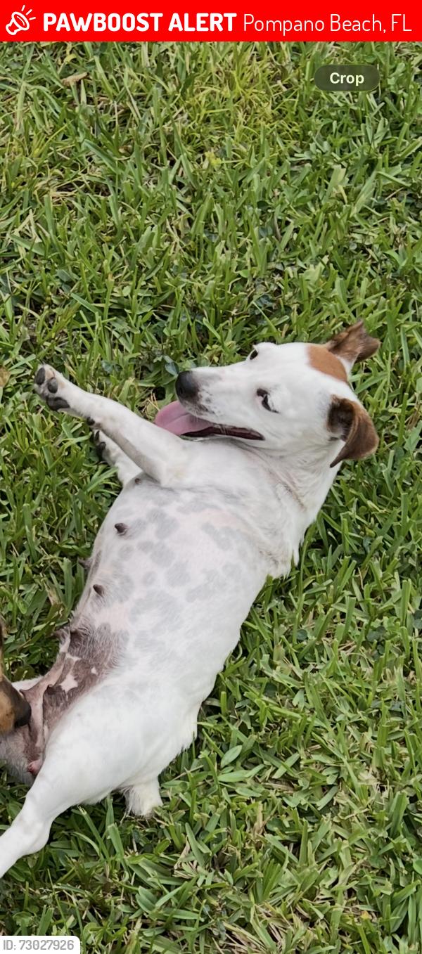 Lost Female Dog last seen Wendys , Pompano Beach, FL 33064