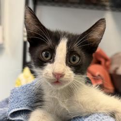 Shelter Stray Male Cat last seen N Harbor Drive, San Diego, CA, 92101, 5500 Gaines St, San Diego, CA 92110, USA