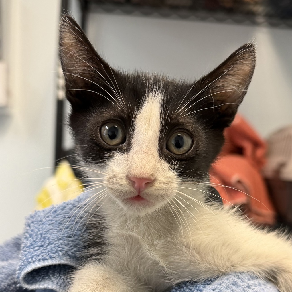 Shelter Stray Male Cat last seen N Harbor Drive, San Diego, CA, 92101, 5500 Gaines St, San Diego, CA 92110, USA