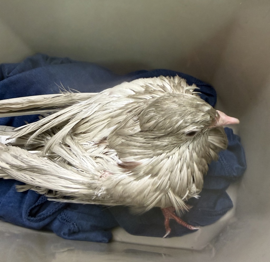 Shelter Stray Unknown Bird last seen Rio San Diego Drive, San Diego, CA, 92108, 5500 Gaines St, San Diego, CA 92110, USA