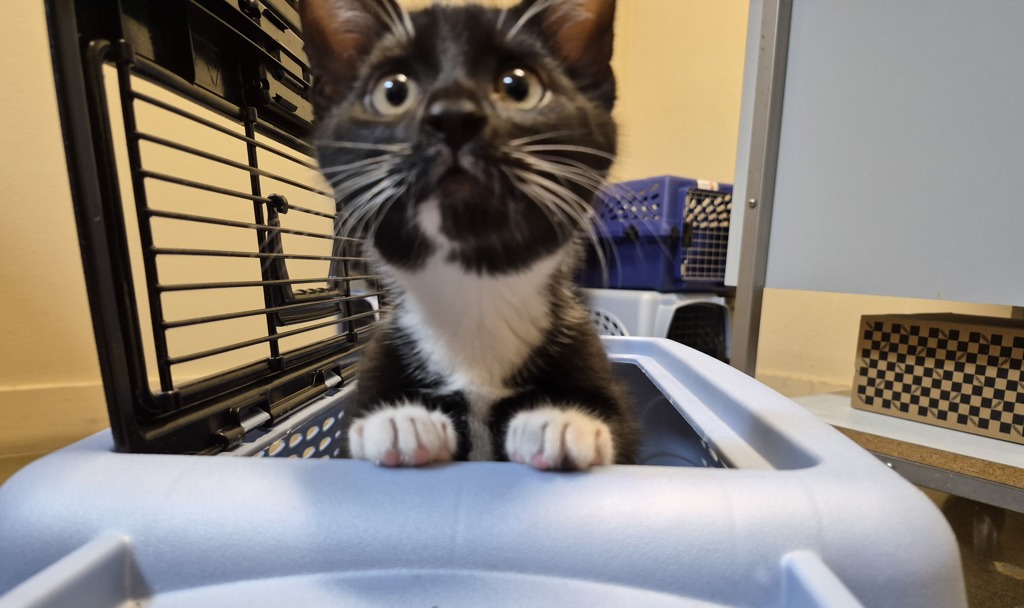Shelter Stray Male Cat last seen Near Vale Terrace, Vista, CA, 92084, Oceanside, CA 92058, USA