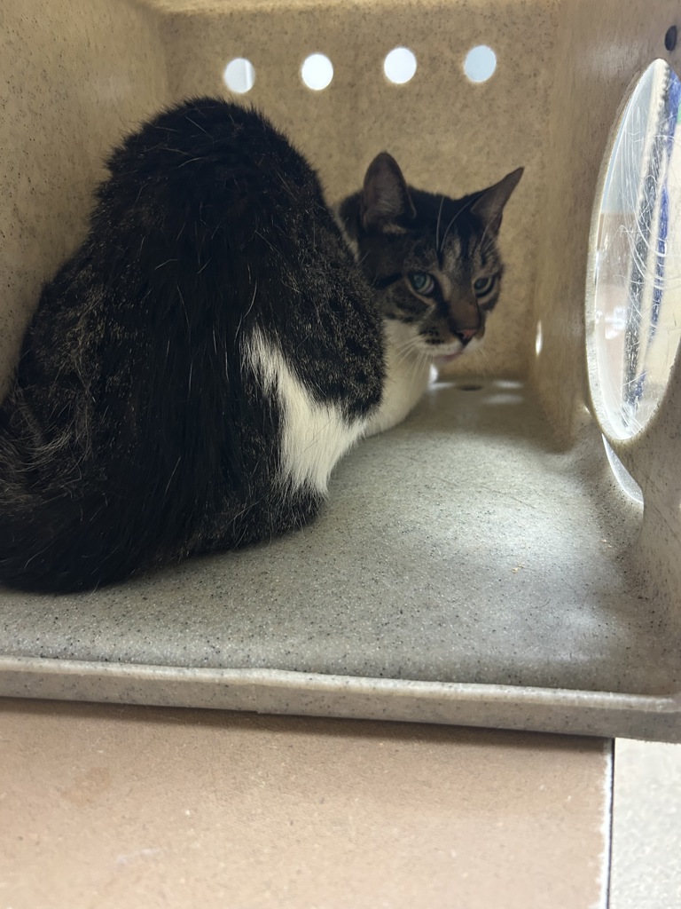Shelter Stray Unknown Cat last seen Near Runnymede Circle, VIRGINIA BEACH, VA, 23452, 341 S Birdneck Rd, Virginia Beach, VA 23451, USA