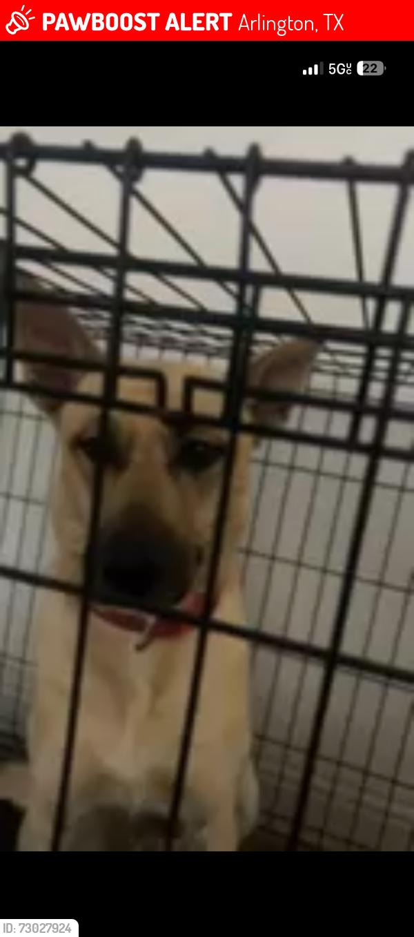 Lost Female Dog last seen Sherry street, e park row dr arlington, Texas, Arlington, TX 76014
