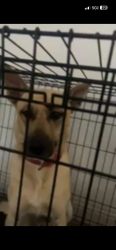 Lost Female Dog last seen Sherry street, e park row dr arlington, Texas, Arlington, TX 76014