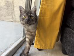 Found/Stray Female Cat last seen Decatur and Sirus, Las Vegas, NV 89102