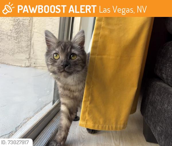 Found/Stray Female Cat last seen Decatur and Sirus, Las Vegas, NV 89102