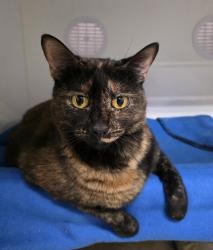 Shelter Stray Female Cat last seen Ariva Court, San Diego, CA, 92123, 5500 Gaines St, San Diego, CA 92110, USA