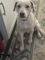 Found/Stray Male Dog last seen N Van Ark and Ina, Picture Rocks, AZ 85743
