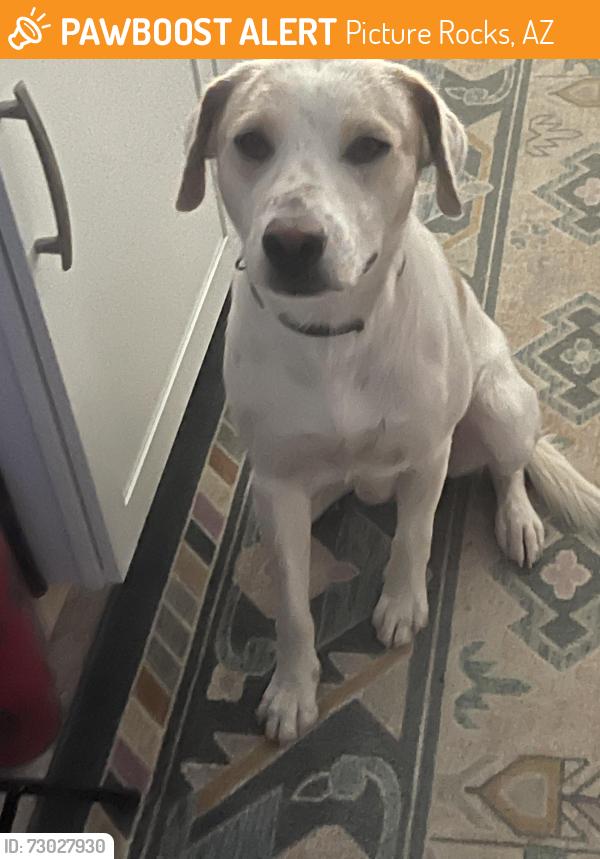 Found/Stray Male Dog last seen N Van Ark and Ina, Picture Rocks, AZ 85743