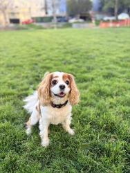 Lost Female Dog last seen Downtown San Diego , San Diego, CA 92101