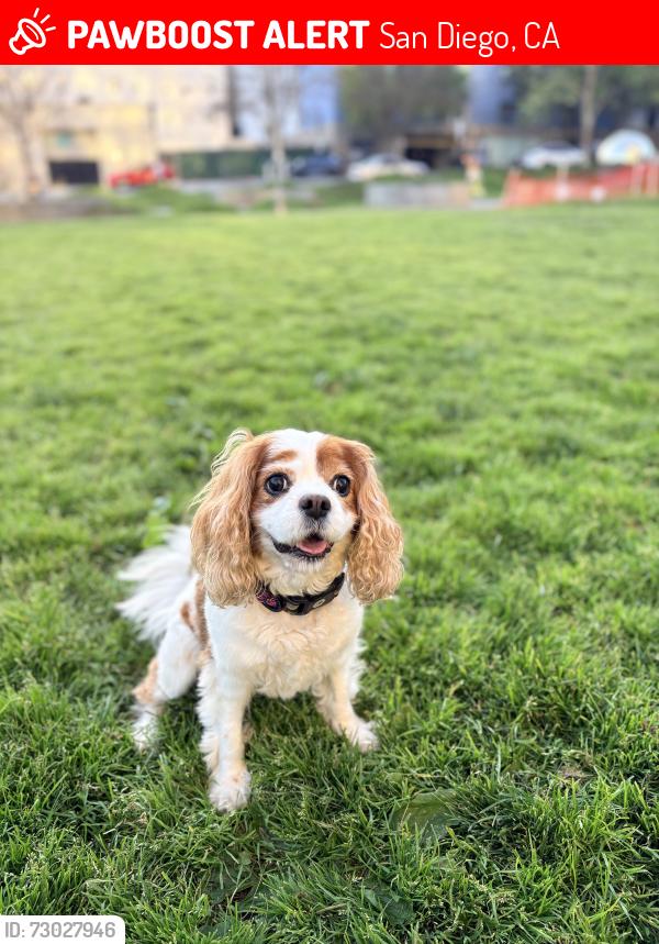 Lost Female Dog last seen Downtown San Diego , San Diego, CA 92101