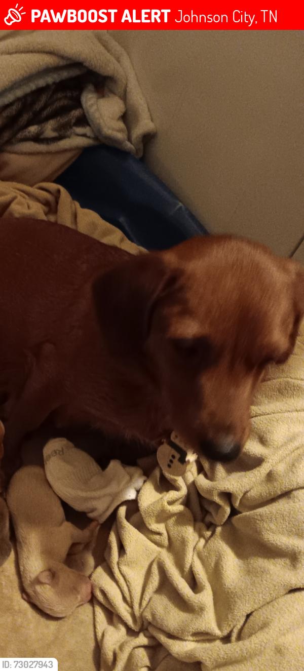 Lost Female Dog last seen Sinking creek rd, Johnson City, TN 37604