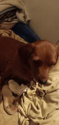 Lost Female Dog last seen Sinking creek rd, Johnson City, TN 37604