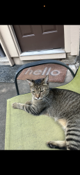 Lost Female Cat last seen Raintree Ln, Lake Jackson, TX 77566