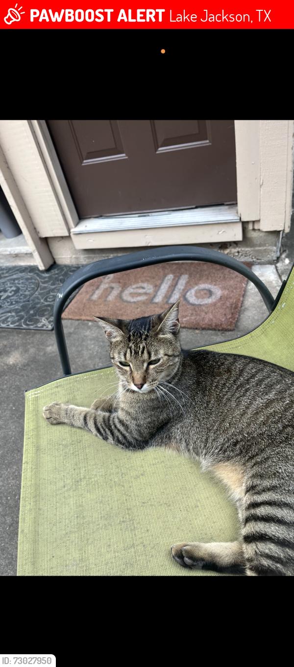 Lost Female Cat last seen Raintree Ln, Lake Jackson, TX 77566