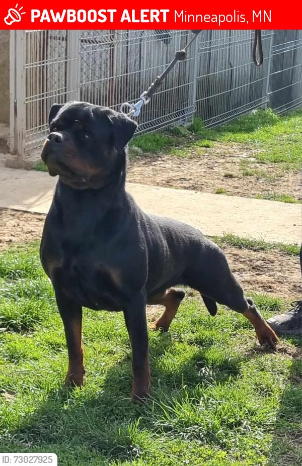 Lost Female Dog last seen 33rd and lyndale ave north , Minneapolis, MN 55412