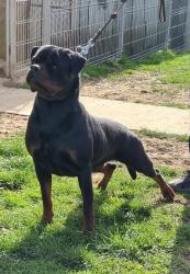 Lost Female Dog last seen 33rd and lyndale ave north , Minneapolis, MN 55412