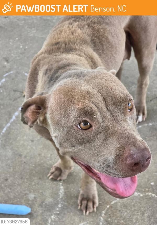 Found/Stray Female Dog last seen Baileys xrds rd, Benson, NC 27504