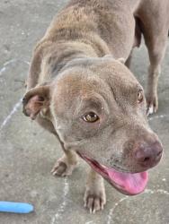 Found/Stray Female Dog last seen Baileys xrds rd, Benson, NC 27504