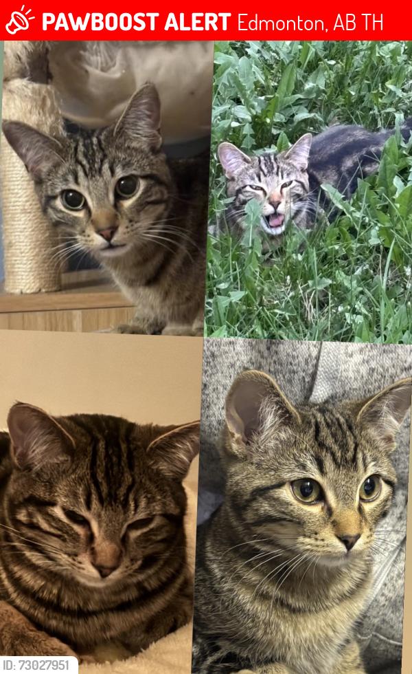 Lost Male Cat last seen Allendale , Edmonton, AB T6H