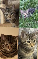 Lost Male Cat last seen Allendale , Edmonton, AB T6H