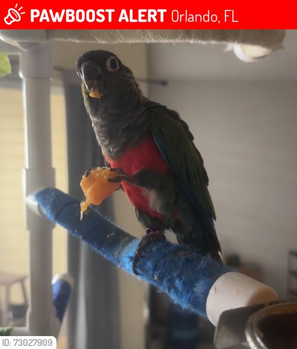 Lost Female Bird last seen Hiawassee , Orlando, FL 32835