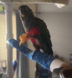 Lost Female Bird last seen Hiawassee , Orlando, FL 32835
