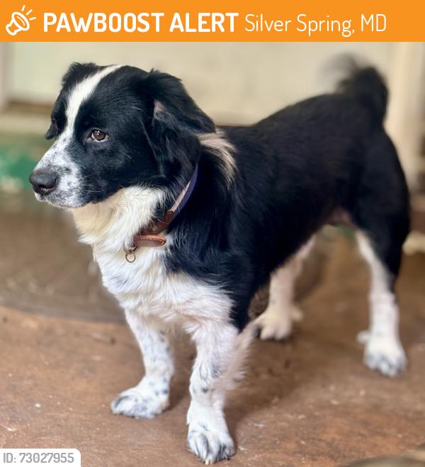 Found/Stray Male Dog last seen Greenly, Silver Spring, MD 20906