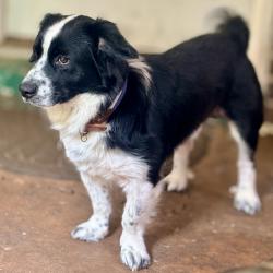Found/Stray Male Dog last seen Greenly, Silver Spring, MD 20906