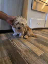 Found/Stray Female Dog last seen Ash st. , Jurupa Valley, CA 92509