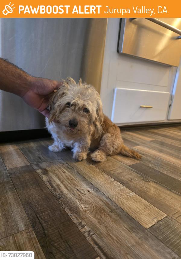 Found/Stray Female Dog last seen Ash st. , Jurupa Valley, CA 92509