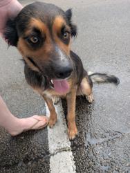 Found/Stray Female Dog last seen Westhill/nolan river intersection, Cleburne, TX 76033