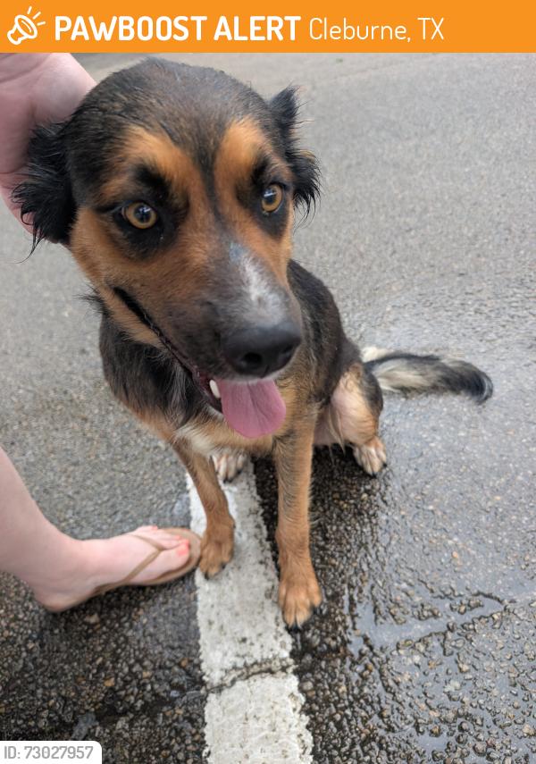 Found/Stray Female Dog last seen Westhill/nolan river intersection, Cleburne, TX 76033