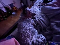 Lost Female Dog last seen 11th St and Ross by 7 eleven, Oklahoma City, OK 73107