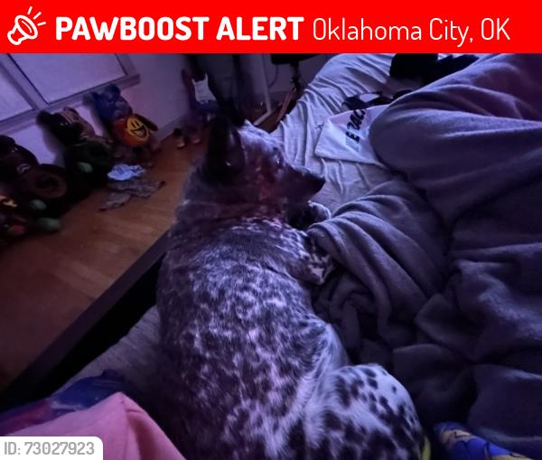 Lost Female Dog last seen 11th St and Ross by 7 eleven, Oklahoma City, OK 73107