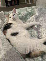 Lost Female Cat last seen Dominican, Henderson, NV 89002