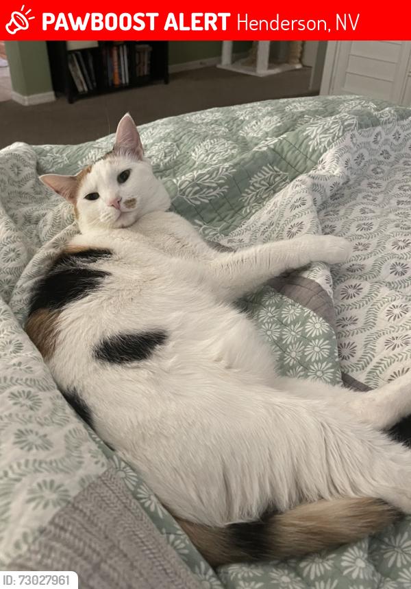 Lost Female Cat last seen Emanuel and Dominican, Henderson, NV 89002