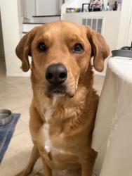 Lost Female Dog last seen Near Alma Drive, Plano, TX, Plano, TX 75074
