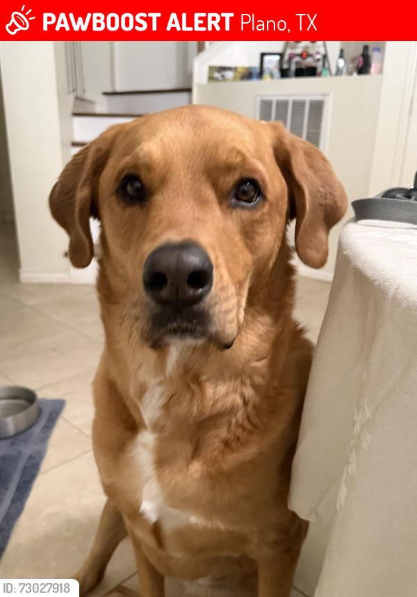 Lost Female Dog last seen Near Alma Drive, Plano, TX, Plano, TX 75074