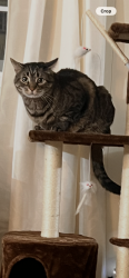 Lost Male Cat last seen Carson road, county road 23, Otsego County, NY 13439